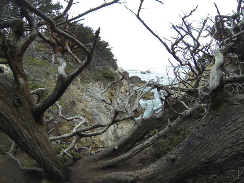 pt lobos north shore